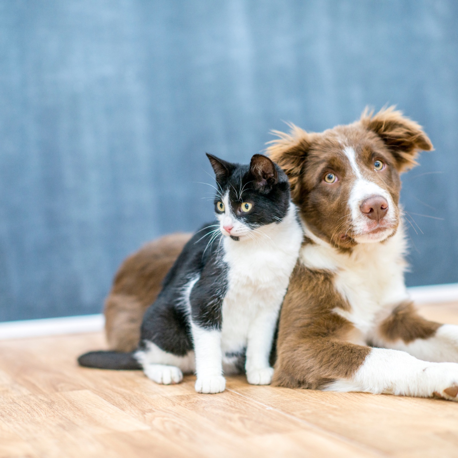 Brown dog and black-and-white cat sit closely on wooden floor, against a blue-gray wall, showing a calm and friendly mood.